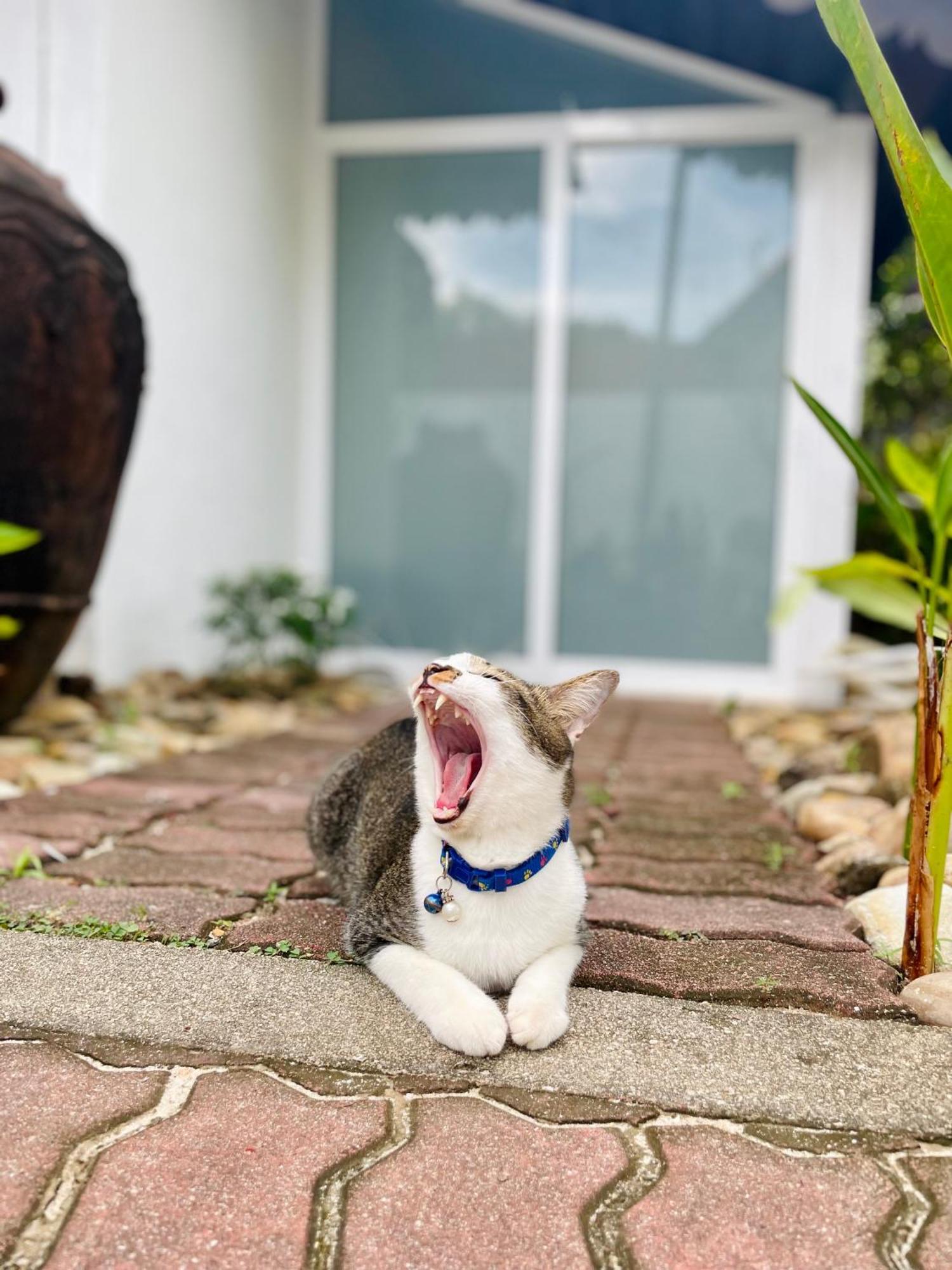 Attitude Resort Langkawi Pantai Cenang  Zewnętrze zdjęcie